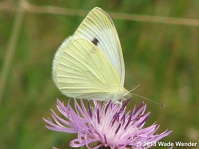 Cabbage White